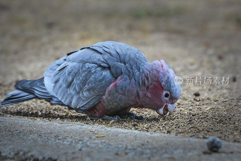 婴儿喙(Eolophus roseicapilla)